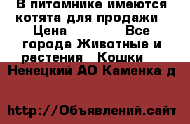 В питомнике имеются котята для продажи › Цена ­ 30 000 - Все города Животные и растения » Кошки   . Ненецкий АО,Каменка д.